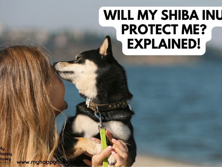 will my shiba inu protect me