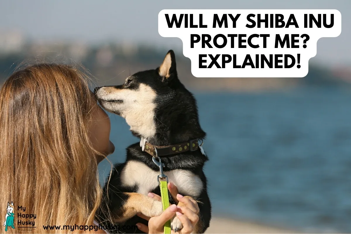 will my shiba inu protect me