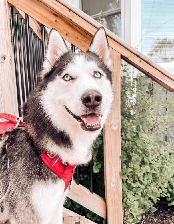 siberian husky