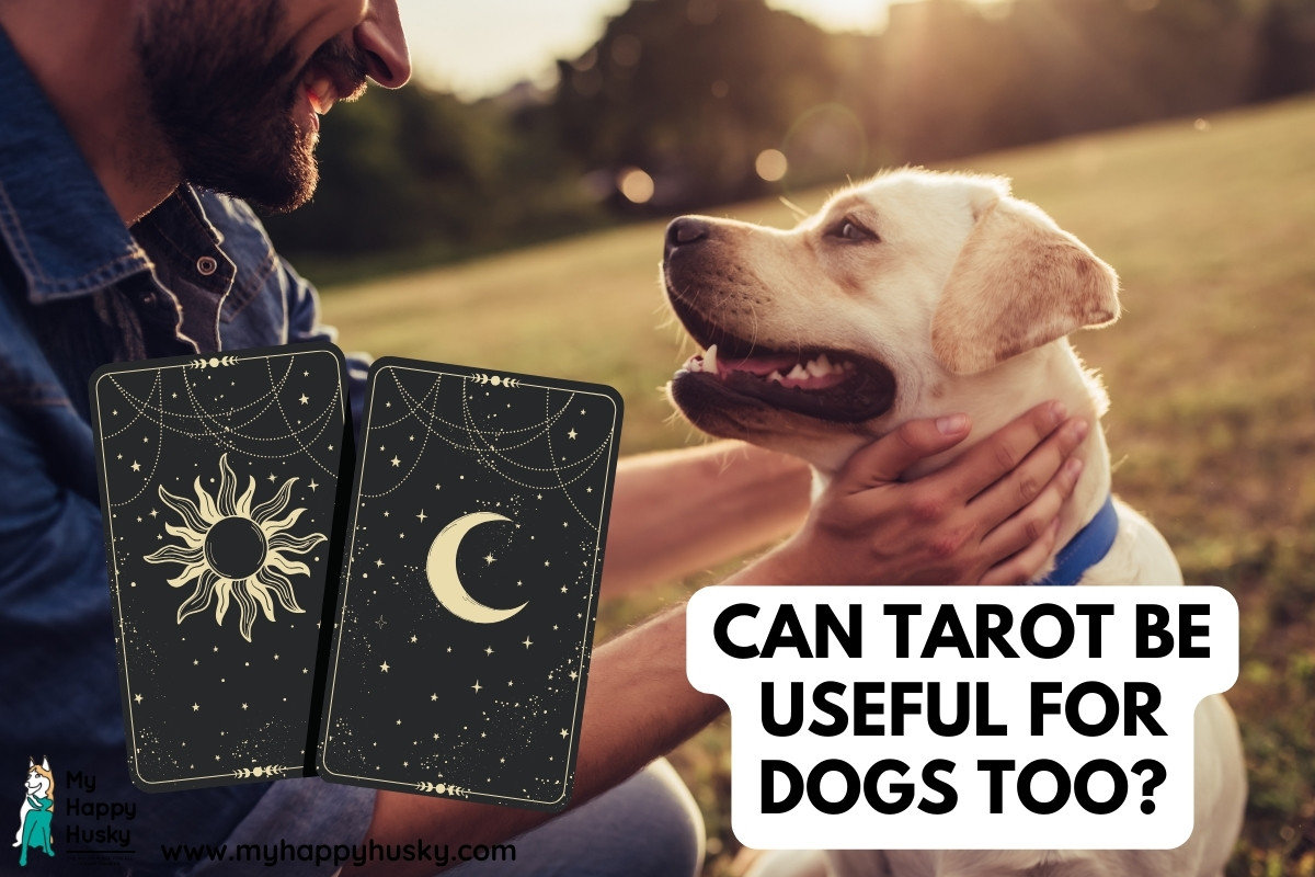 can you do tarot readings for dogs