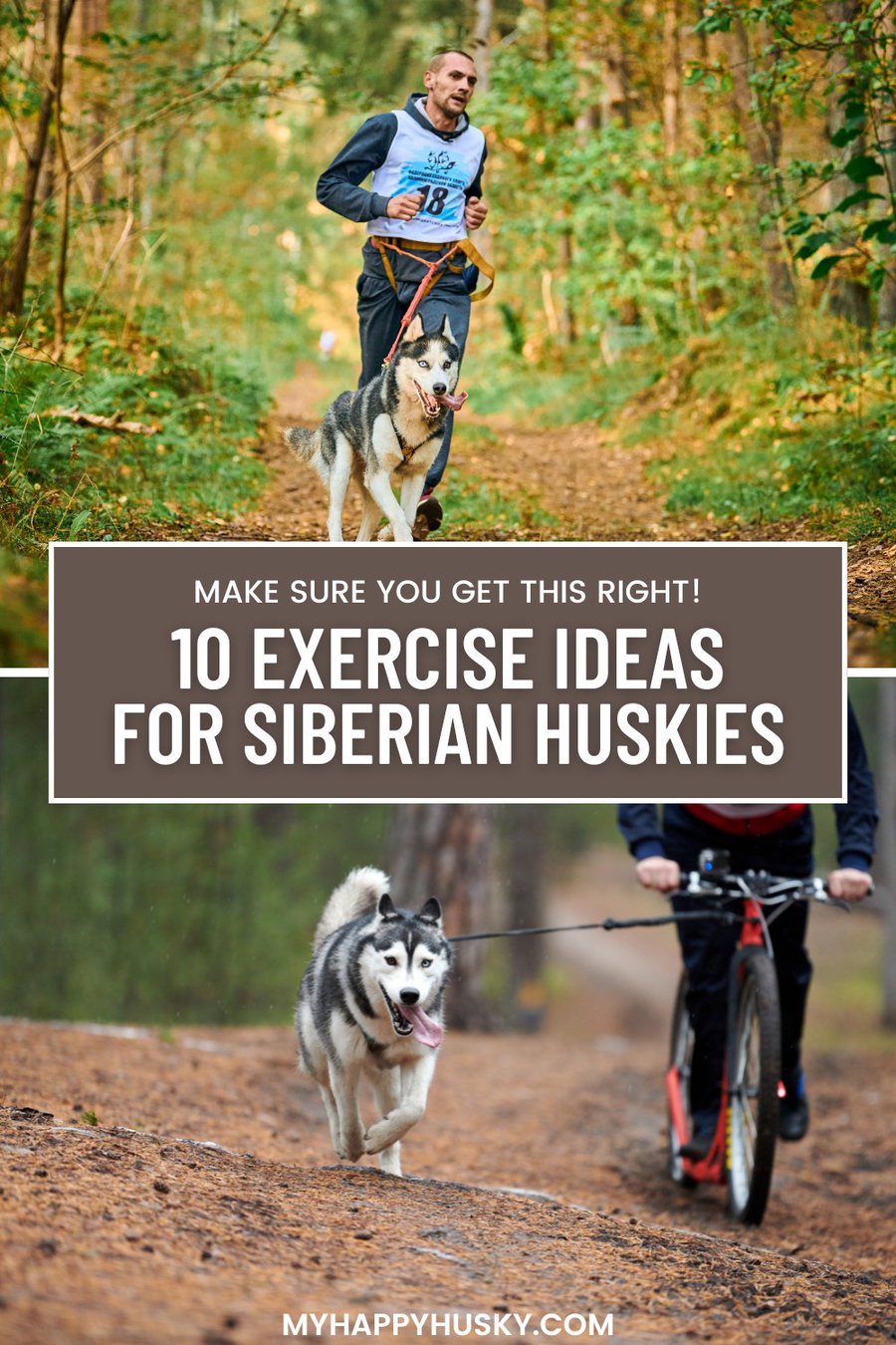 exercise for huskies
