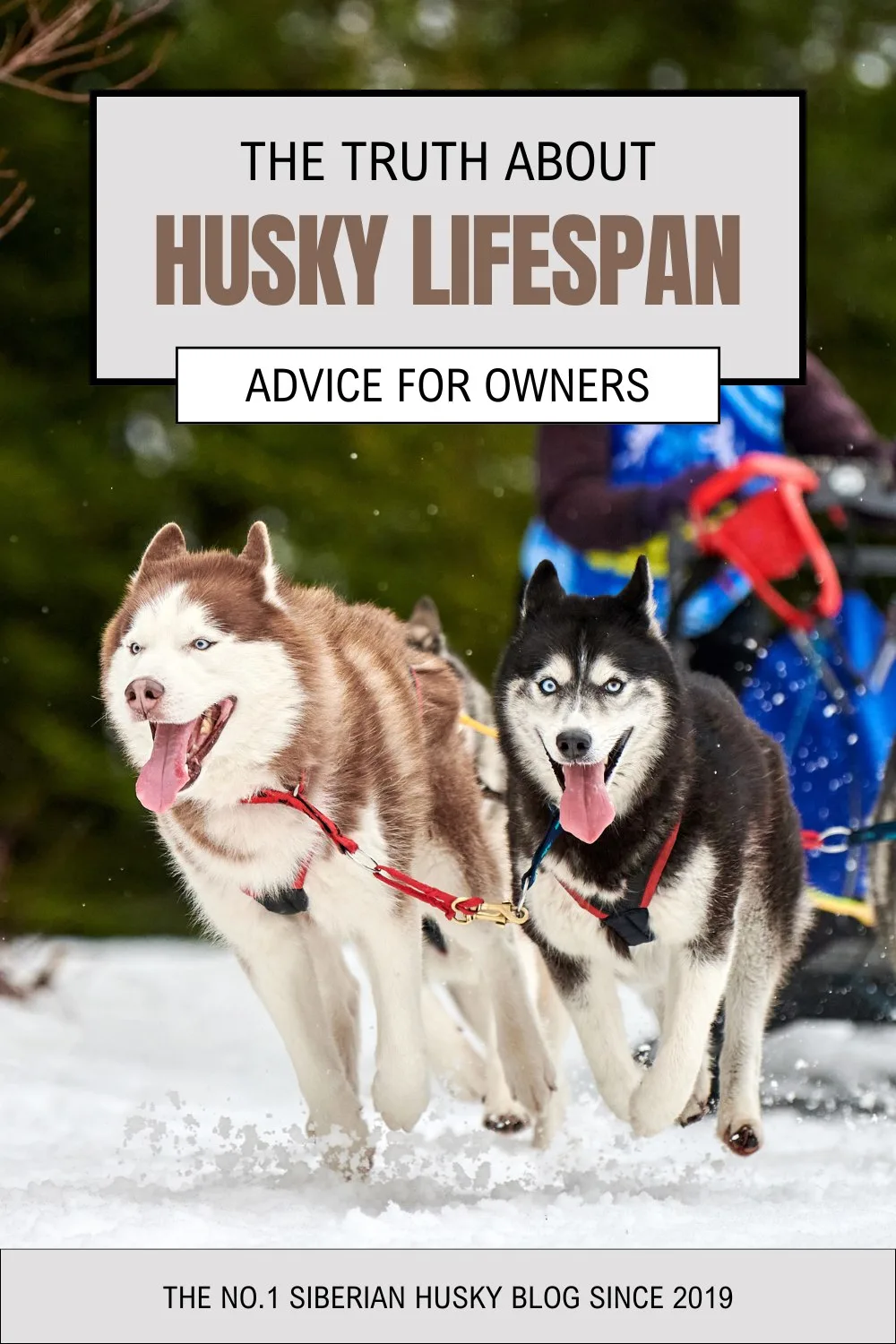 how long do huskies live