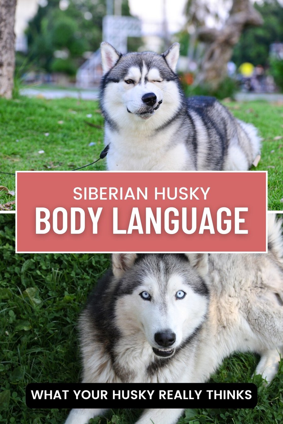 husky body language
