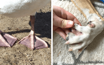 huskies webbed paw