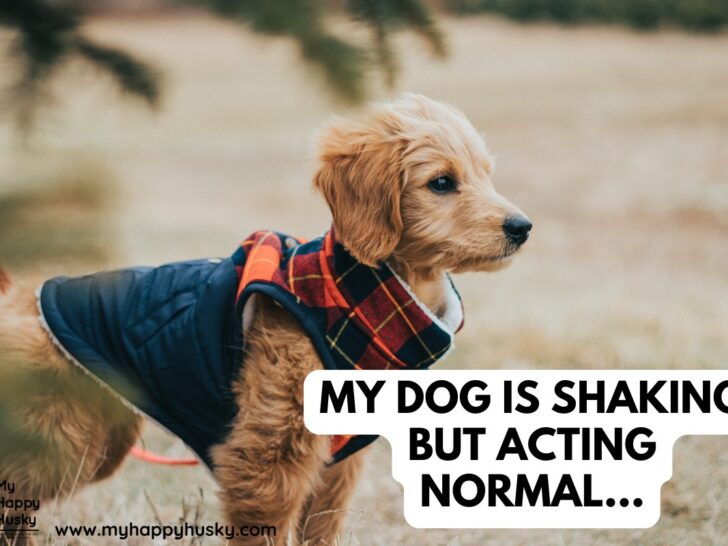 my dog is shaking but acting normal